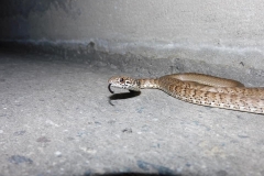Red Racer/Coachwhip   ©High Desert Wildlife Control