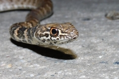 Red Racer/Coachwhip   ©High Desert Wildlife Control