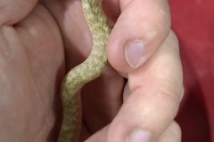 Red Racer/Coachwhip   ©High Desert Wildlife Control