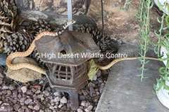 Red Racer/Coachwhip   ©High Desert Wildlife Control