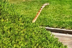 Red Racer/Coachwhip   ©High Desert Wildlife Control