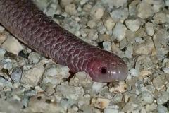 tyler-desert-blind-snake