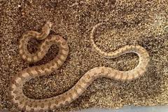 Desert Glossy Snake: Adult