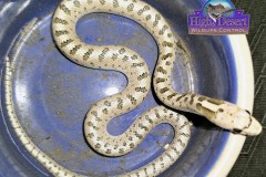 Desert Glossy Snake