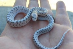 Glossy Snake   ©Robert Connor Jr