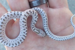 Glossy Snake   ©Robert Connor Jr