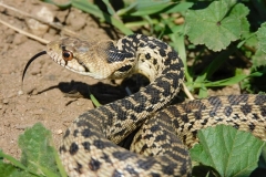 Great Basin Gopher Snake    ©High Desert Wildlife Control