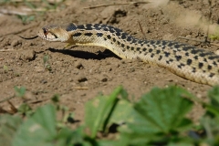 Great Basin Gopher Snake    ©High Desert Wildlife Control
