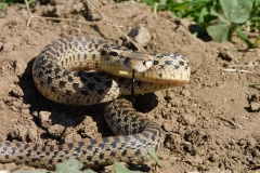 Great Basin Gopher Snake    ©High Desert Wildlife Control