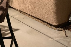 Great Basin Gopher Snake    ©High Desert Wildlife Control