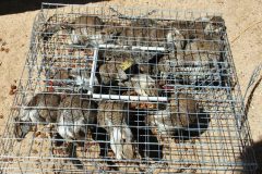 California Ground Squirrel Damage ©High Desert Wildlife Control