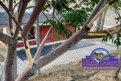 California Ground Squirrel Damage ©High Desert Wildlife Control