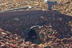 California Ground Squirrel Damage ©High Desert Wildlife Control