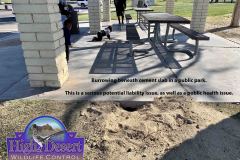 California Ground Squirrel Damage ©High Desert Wildlife Control