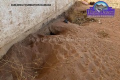 California Ground Squirrel Damage ©High Desert Wildlife Control