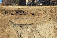 California Ground Squirrel Damage ©High Desert Wildlife Control