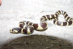 CA Kingsnake      ©High Desert Wildlife Control