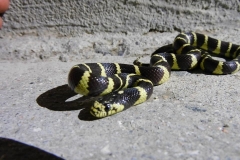 CA Kingsnake      ©High Desert Wildlife Control