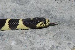 CA Kingsnake      ©High Desert Wildlife Control