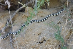 CA Kingsnake      ©High Desert Wildlife Control