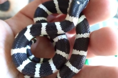 CA Kingsnake      ©High Desert Wildlife Control
