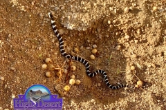 CA Kingsnake      ©High Desert Wildlife Control
