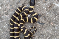 CA Kingsnake      ©High Desert Wildlife Control