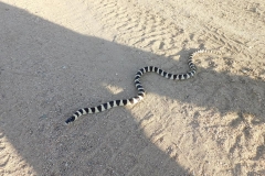 CA Kingsnake      ©High Desert Wildlife Control