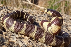 CA Kingsnake      ©High Desert Wildlife Control