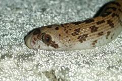 leaf-nose-snake-tyler