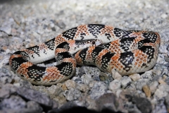 Western Long-nosed Snake