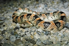 Western Long-nosed Snake