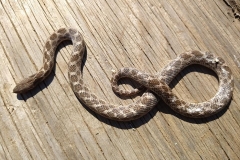 Night Snake ©Robert Conner Jr