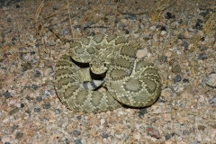 Northern Mohave Rattlesnake ©High Desert Wildlife Control