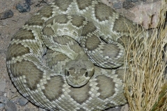 Northern Mohave Rattlesnake ©High Desert Wildlife Control