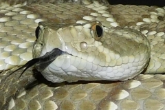 Northern Mohave Rattlesnake ©High Desert Wildlife Control