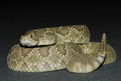 Northern Mohave Rattlesnake ©High Desert Wildlife Control