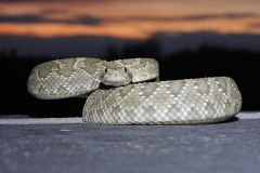 Northern Mohave Rattlesnake ©High Desert Wildlife Control