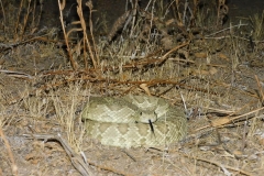 Northern Mohave Rattlesnake ©High Desert Wildlife Control