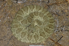 Northern Mohave Rattlesnake ©High Desert Wildlife Control