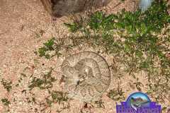 Northern Mohave Rattlesnake ©High Desert Wildlife Control