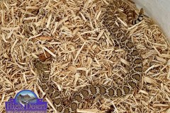 Northern Mohave Rattlesnake ©High Desert Wildlife Control