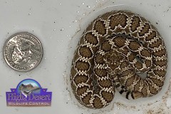 Northern Mohave Rattlesnake ©High Desert Wildlife Control