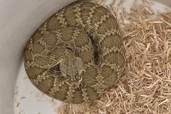 Northern Mohave Rattlesnake ©High Desert Wildlife Control