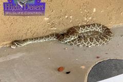 Northern Mohave Rattlesnake ©High Desert Wildlife Control