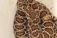 Northern Mohave Rattlesnake ©High Desert Wildlife Control