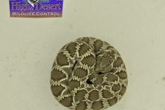 Northern Mohave Rattlesnake ©High Desert Wildlife Control