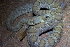 Northern Mohave Rattlesnake ©High Desert Wildlife Control