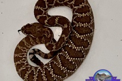 Northern Mohave Rattlesnake ©High Desert Wildlife Control