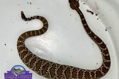 Northern Mohave Rattlesnake ©High Desert Wildlife Control